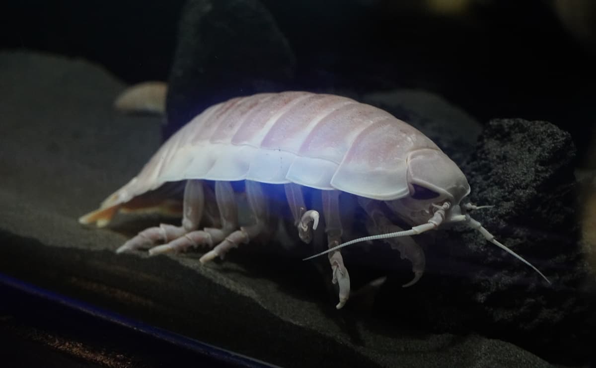 メンダコ、ヨコヅナイワシ...歴代の主役が集結！サンシャイン水族館「ゾクゾク深海生物」の魅力のサムネイル