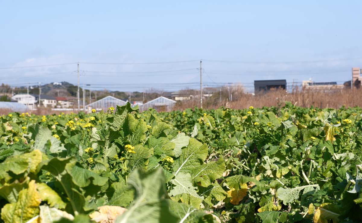 南房総　菜花
