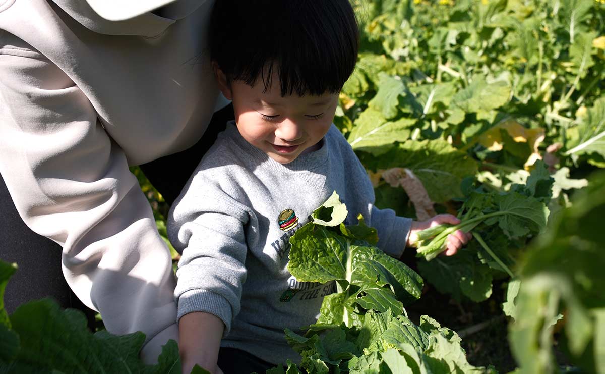 南房総市　菜花収穫体験