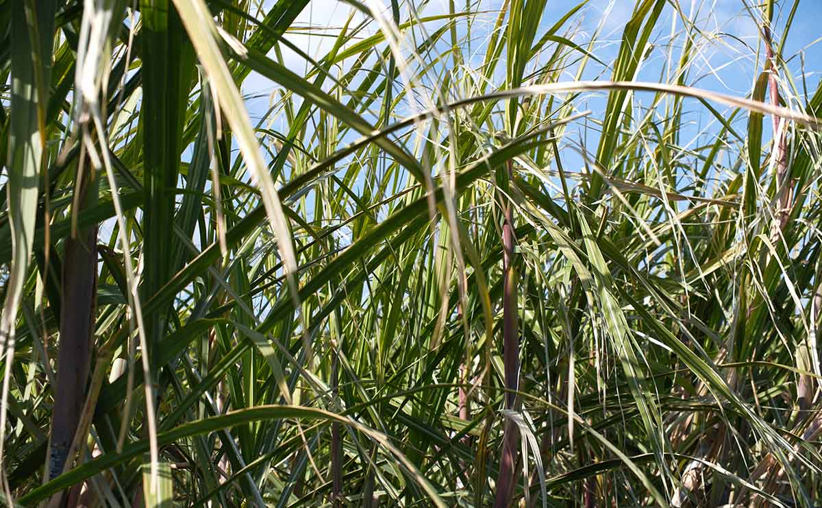 南房総　サトウキビ