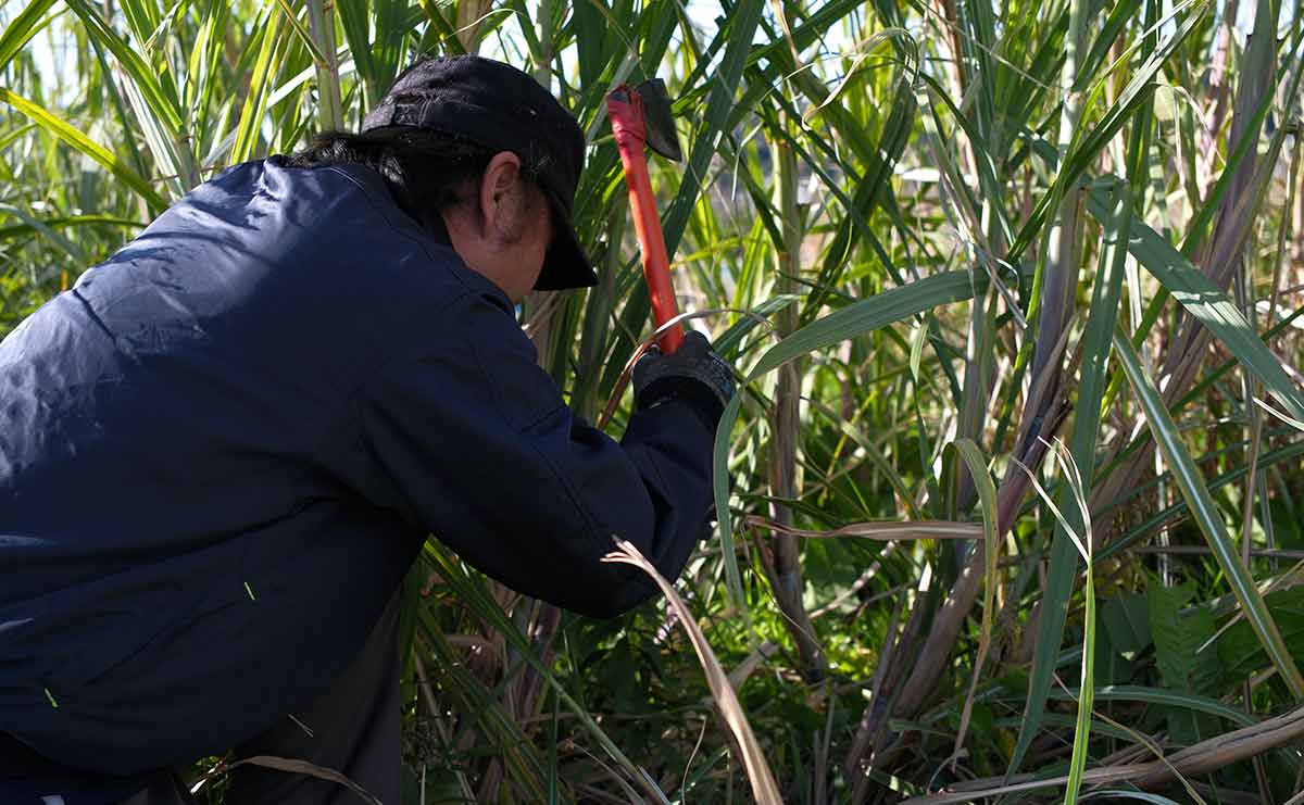 サトウキビ収穫