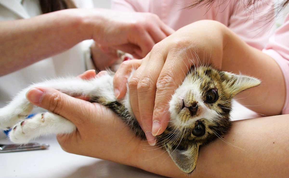 カラスに襲われ重傷の子猫　手術もできないほど小さな命の行方のサムネイル