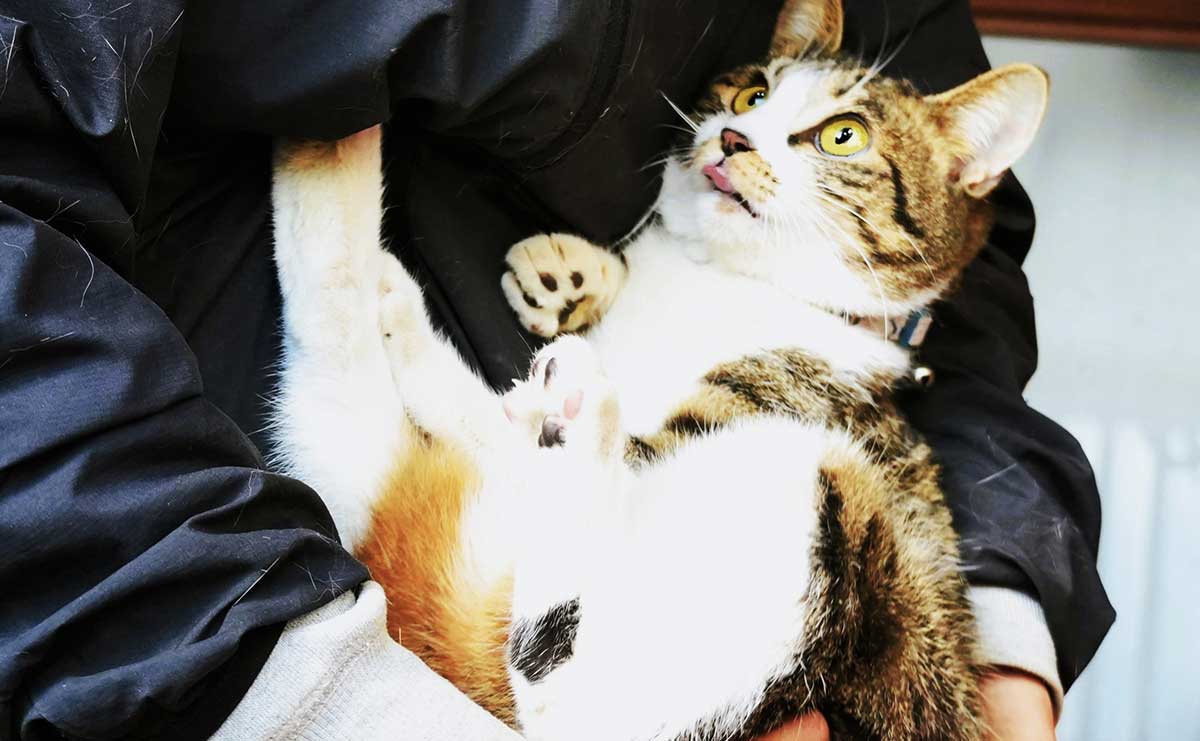 カラスに突かれ倒れていた子猫　麻痺が残る体で見せた驚きの成長のサムネイル