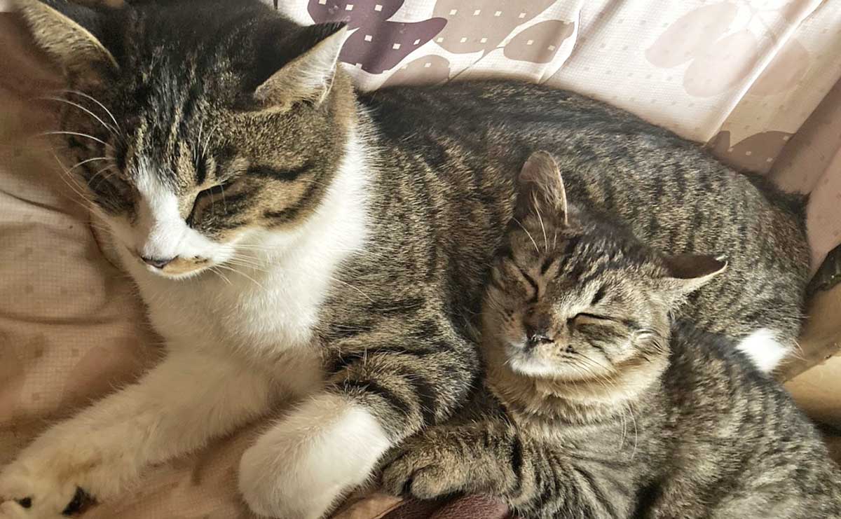 出荷場裏で保護された後輩猫もめんと