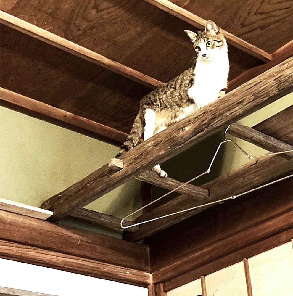 キャットウォークに上れた日