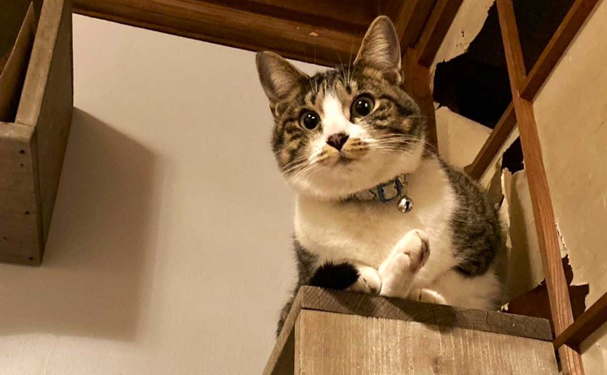 現在のむぎ。右後ろ脚は投げ出す形で座る。後ろの破れ障子はむぎのしわざ