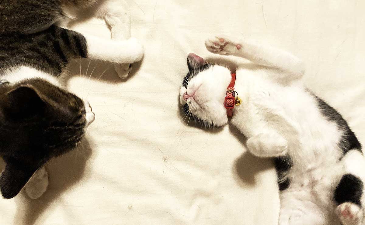 後輩ももと。このあとももはいいご縁があり、建具屋さんにもらわれていった