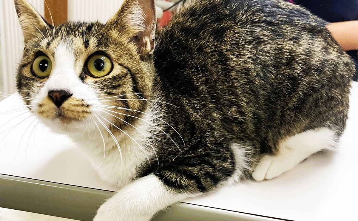 治療終了の日のむぎ