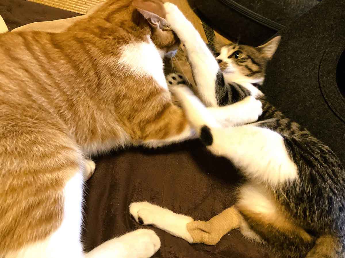 まだ包帯を巻いているが、先住のわら先輩と互角にプロレス