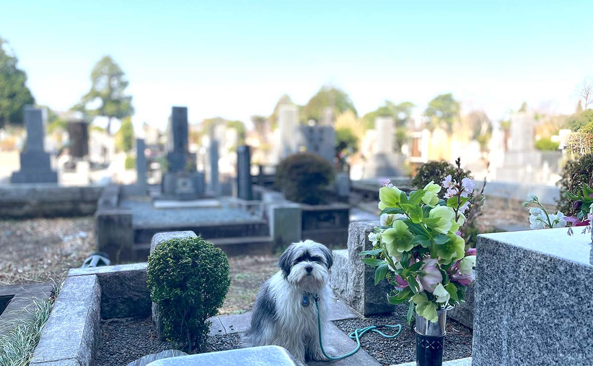 夫と死別した私を救ってくれた愛犬　急な異変で突きつけられた「別れ」と向き合う覚悟（連載「夫を失うということ」第29話）のサムネイル