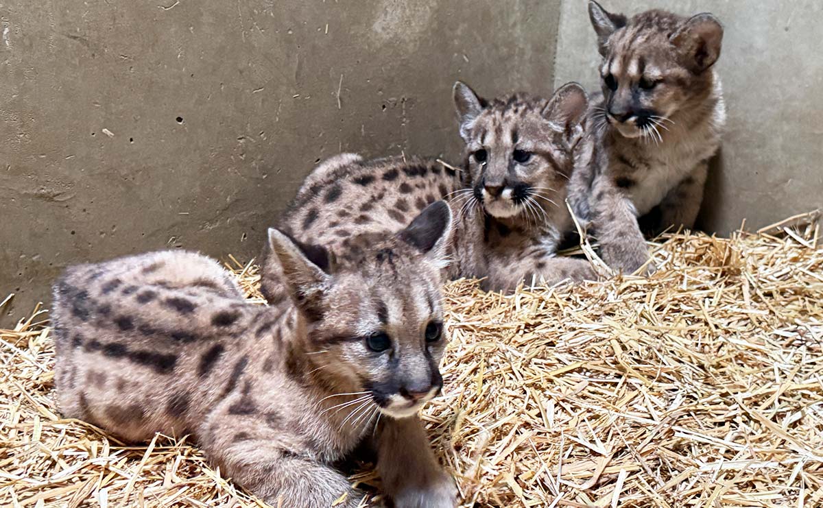 国内初・一度に5頭出産したピューマの家族　盛岡の動物園が記録したその後の姿のサムネイル