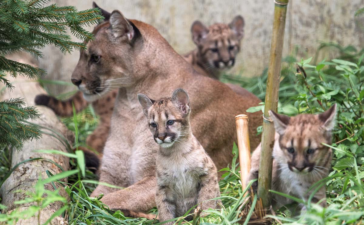人気急増中！　盛岡の動物園で見られる「ピューマ親子4頭」の微笑ましい日常