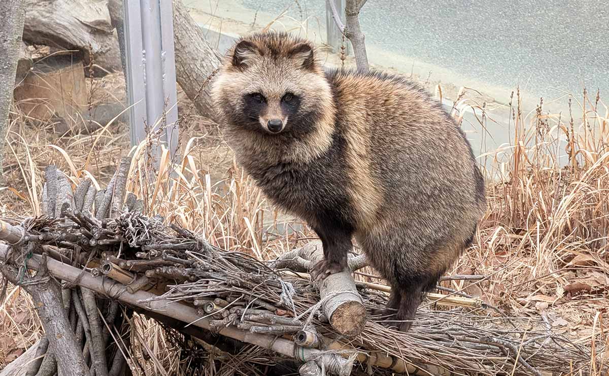 センサー式ライトで虫を捕獲する頭脳派も　投稿者に聞いたタヌキ動画がバズり続ける理由