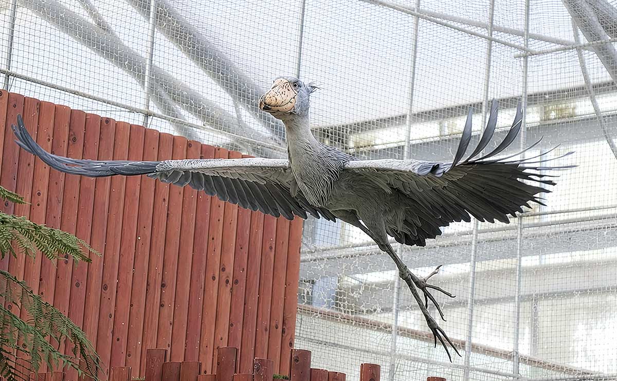 “動かない鳥”が飼育員に見せる甘え顔　掛川花鳥園のハシビロコウ「ふたば」が人に寄り添う理由