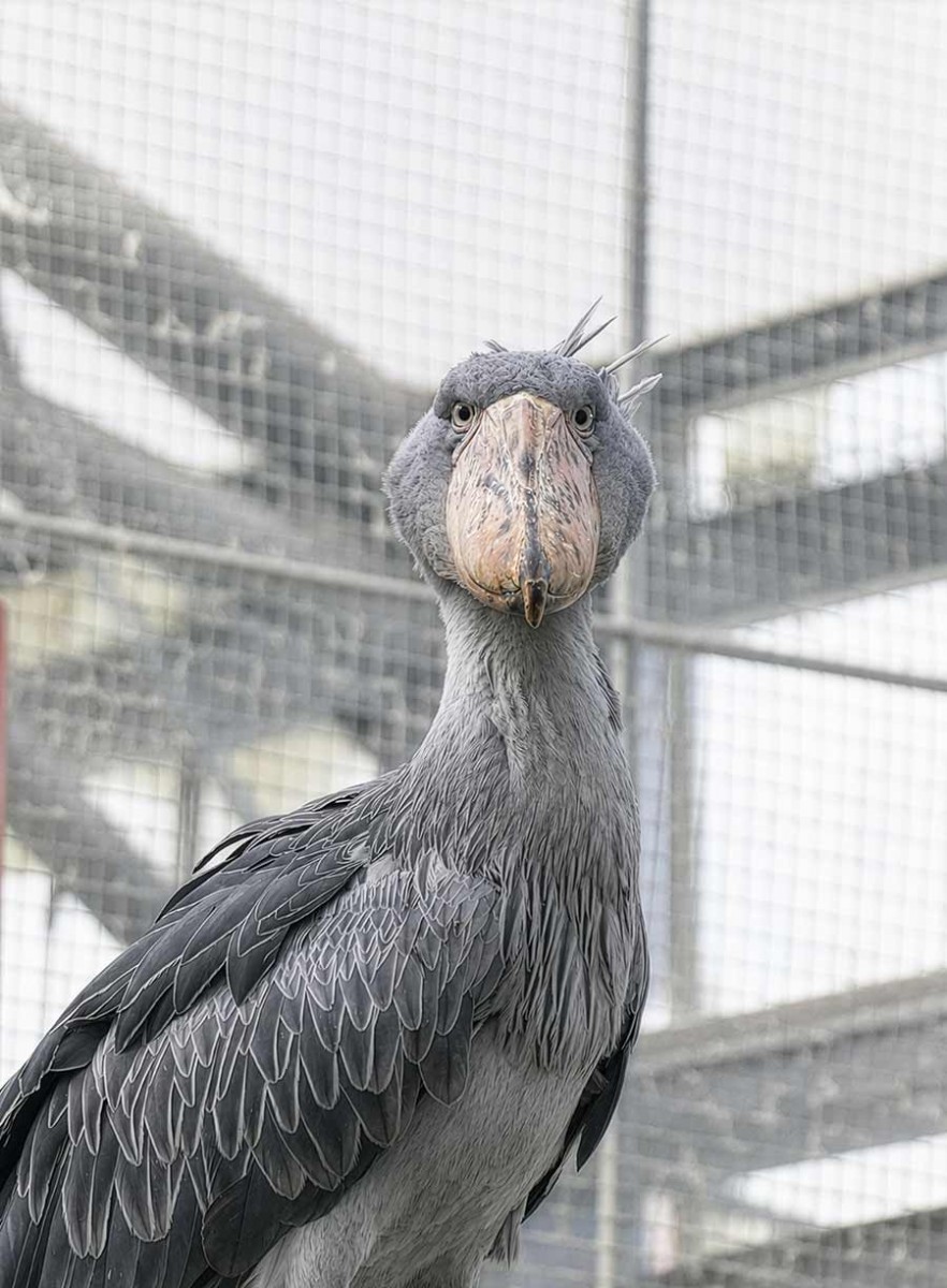 ハシビロコウ