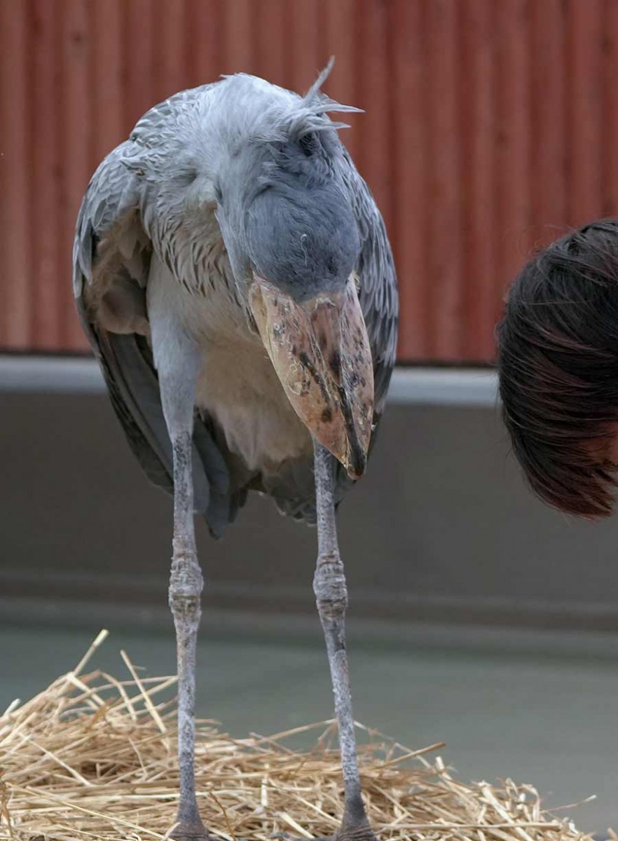 ハシビロコウ
