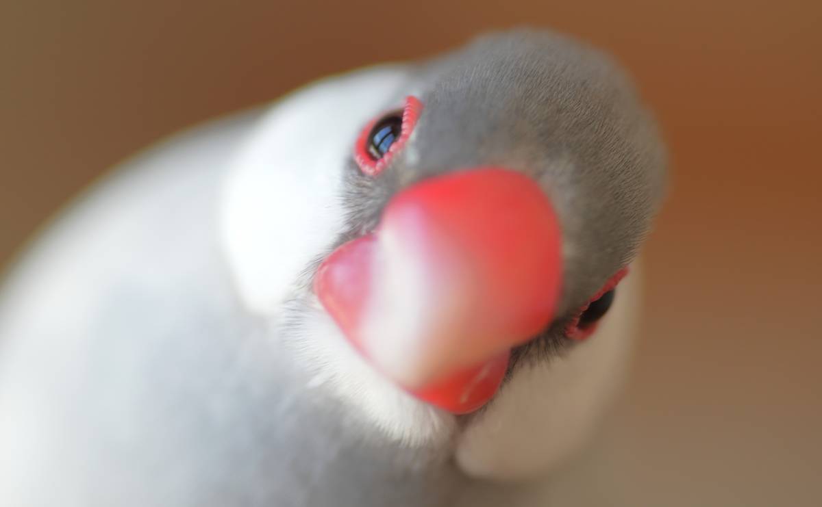 文鳥は恋に落ちやすい?　すぐに好きになって長く添い遂げる特殊な理由のサムネイル
