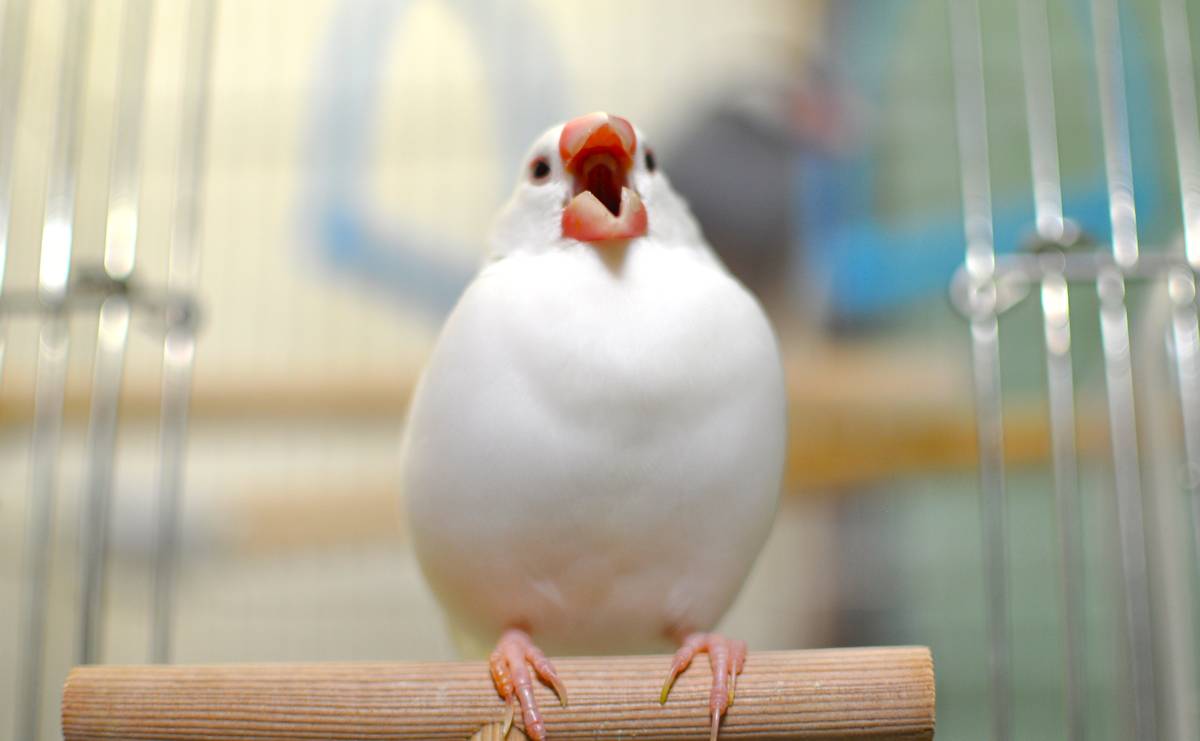 文鳥