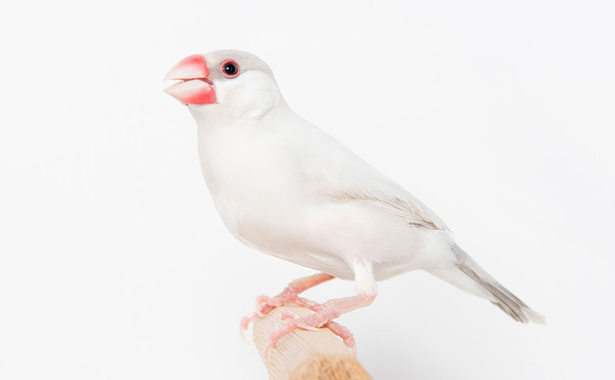文鳥