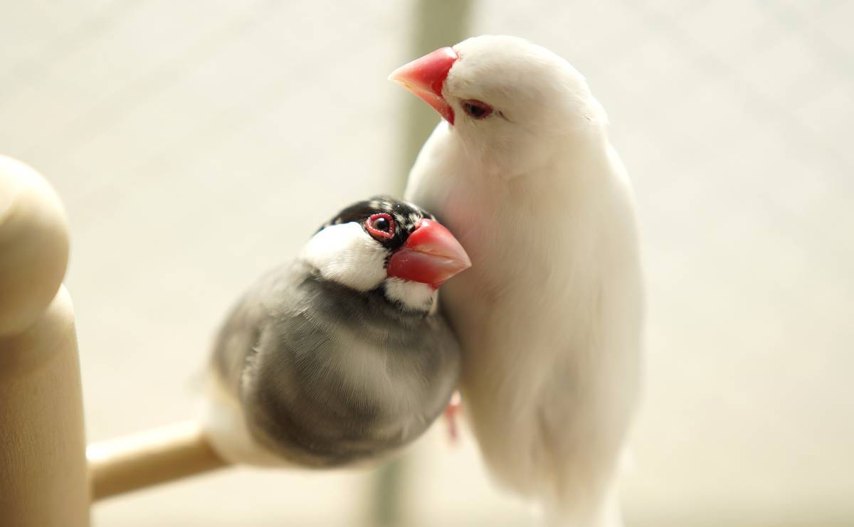 文鳥