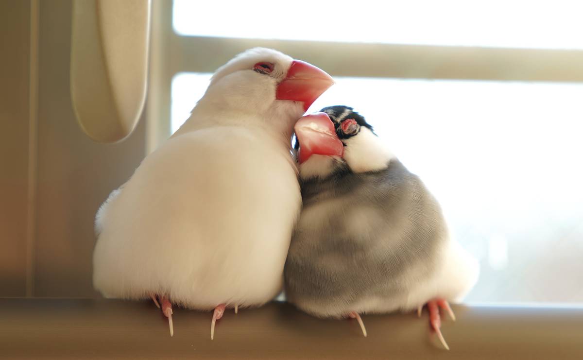 文鳥のメスはファザコンだった　父親に似た歌を歌うオスを好きになる理由とは？のサムネイル