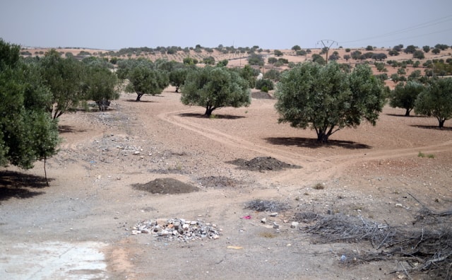 モロッコのオリーブ畑