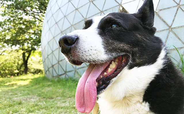 アメリカで暮らす犬が“幸せ”な理由…飼い主に大人気の「ご褒美サービス」のサムネイル