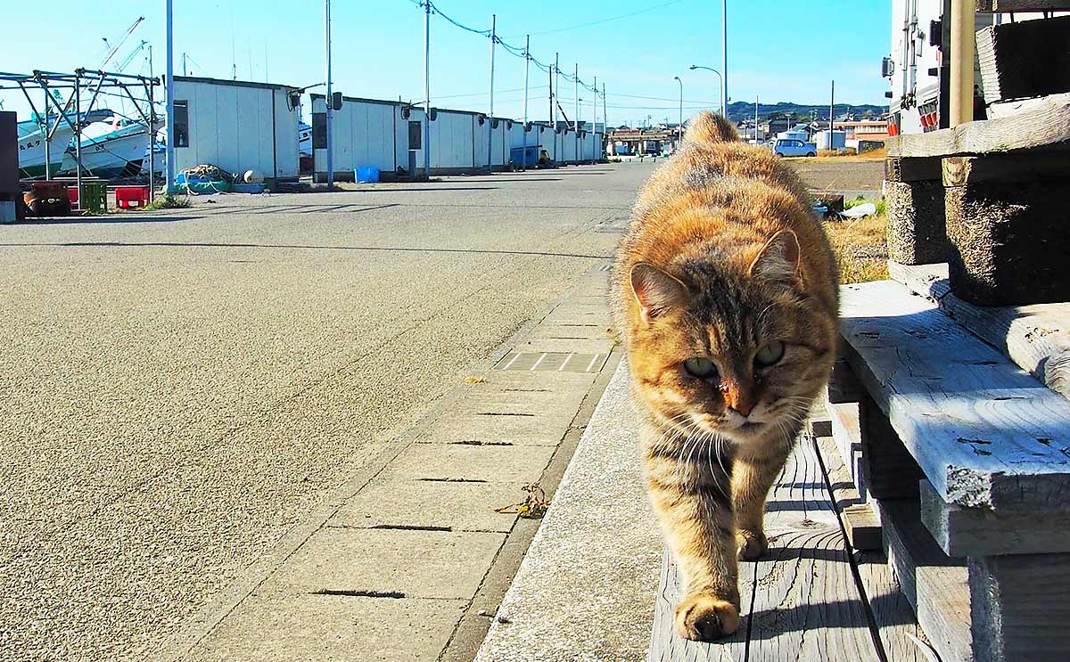海辺の街に捨てられ、漁師たちに可愛がられた猫の「最後の日々」