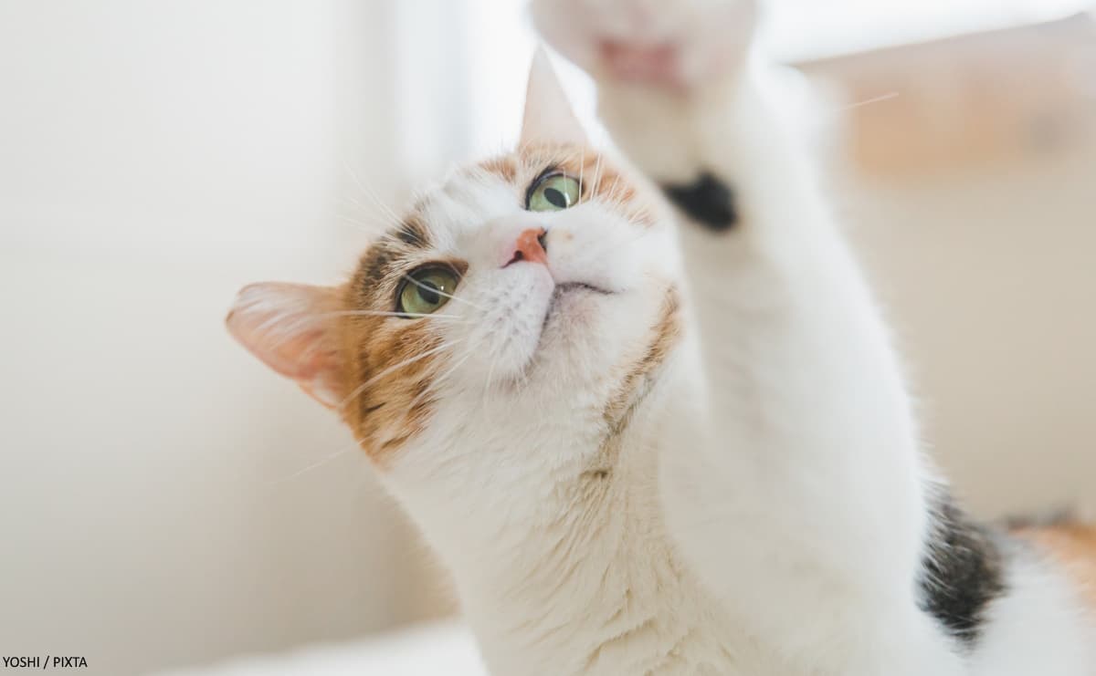 猫は飼い主の声だけ聞き分けていた　16匹の実験から分かったことのサムネイル