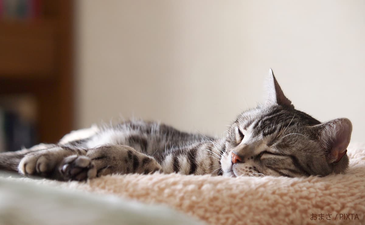 母の介護で疲れ果てた心を救ってくれた猫 幸田露伴の曾孫が明かす「猫時間」の癒やしのサムネイル