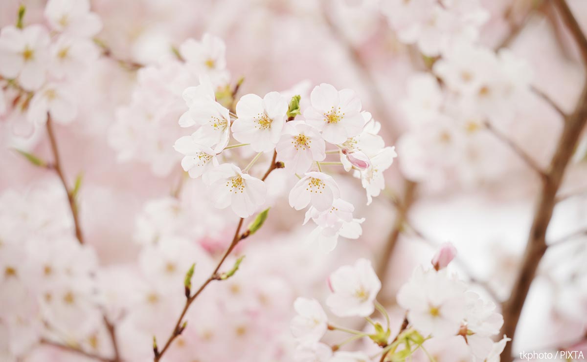 贈り主はどこへ行ったのか? 舞鶴の桜の名所「共楽公園」に20年以上残された“日系米兵”の謎